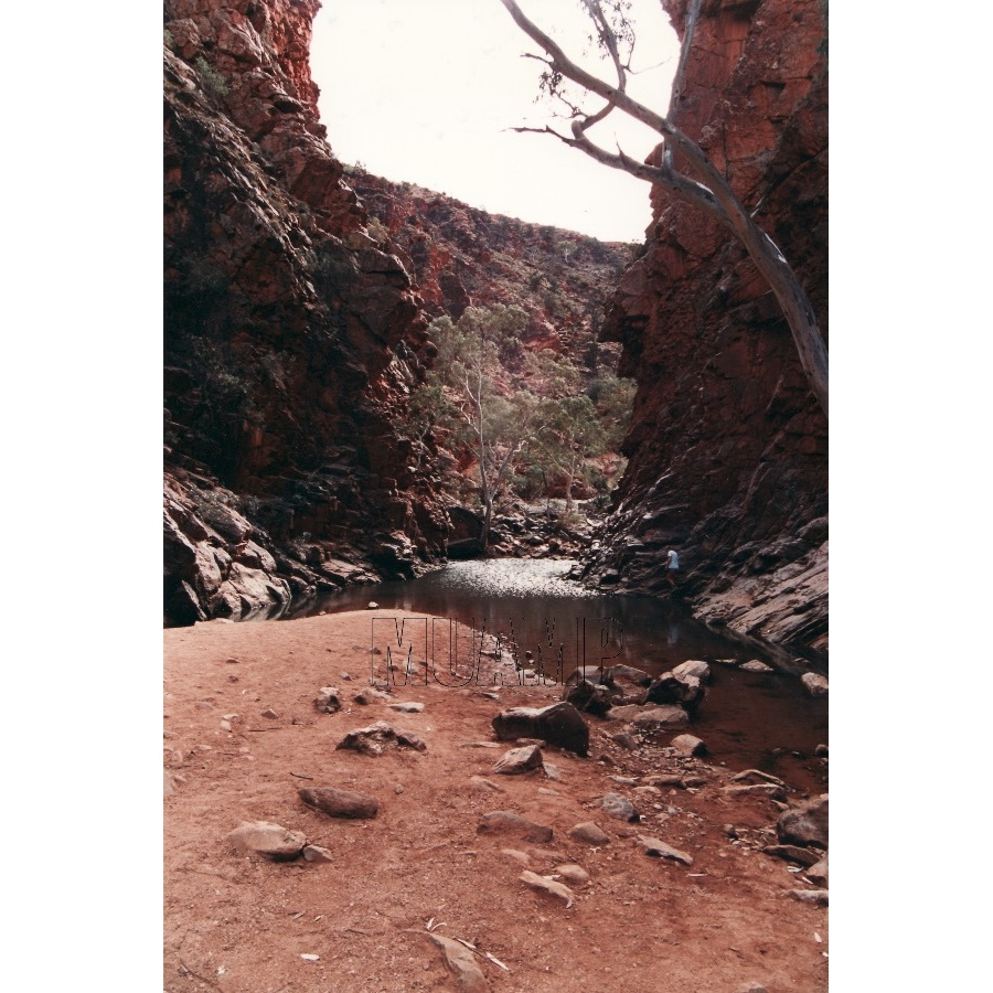 kings Canyon 'Ron' 1990